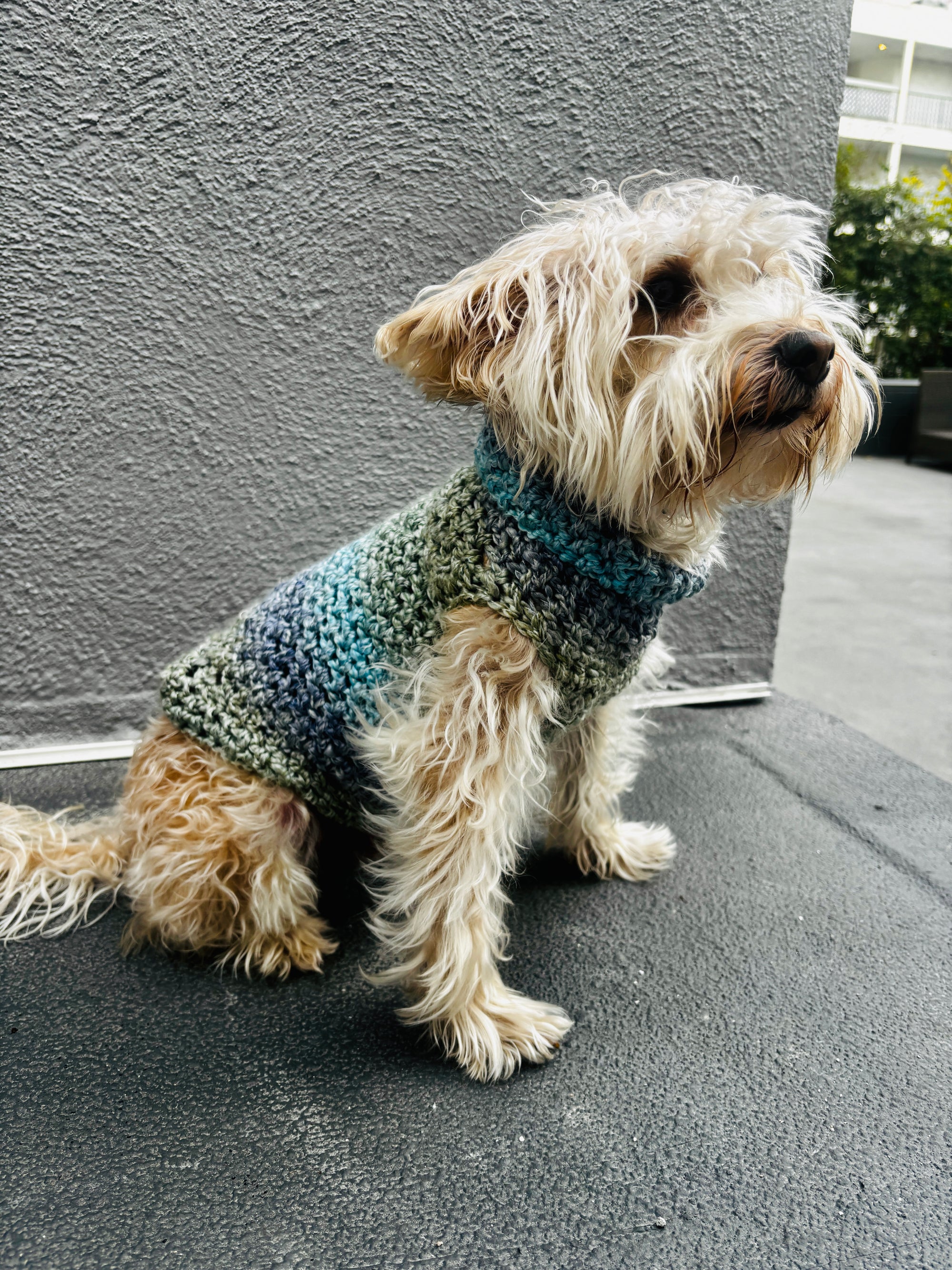 CANCER | Signature Series Dog Sweater